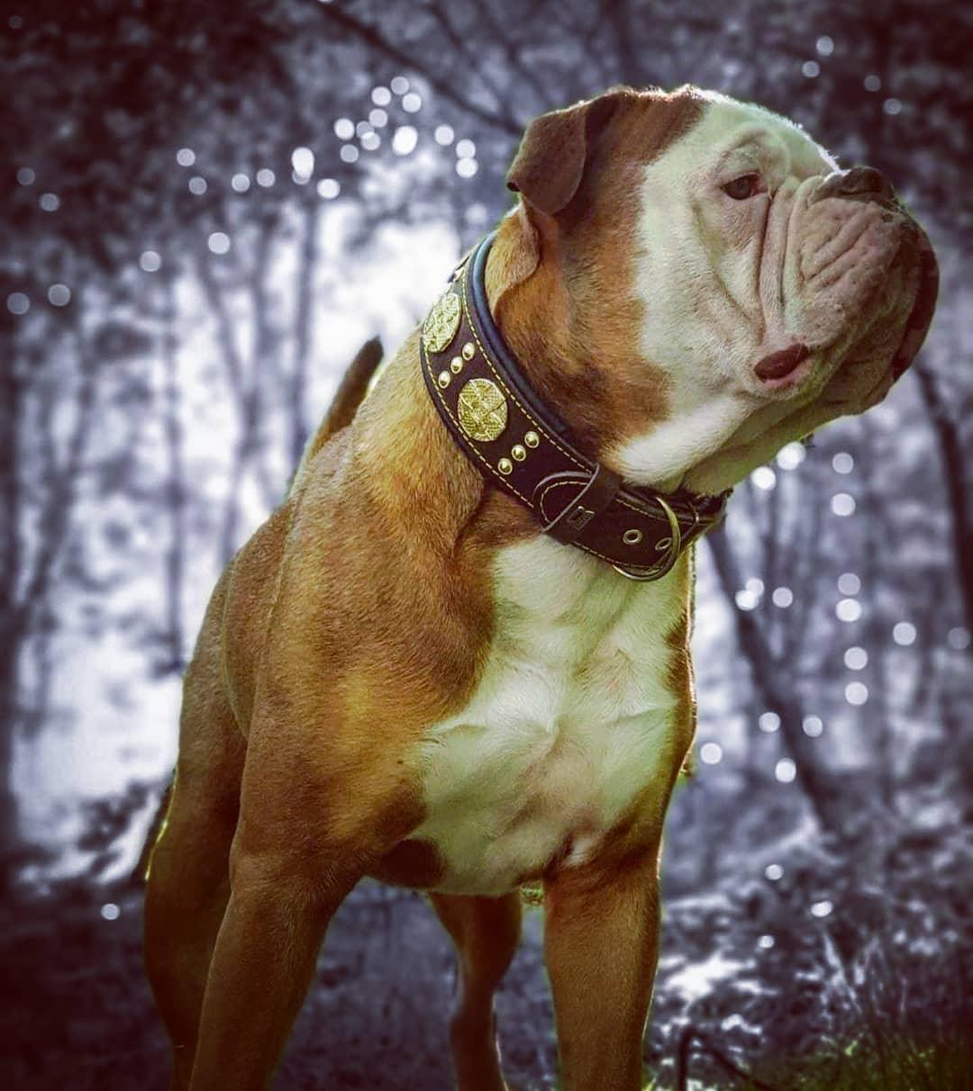 The "Maximus" collar 2.5 inch wide brown & gold-2