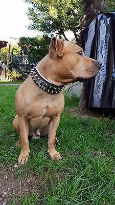 The "Metal" collar- personalized!-4