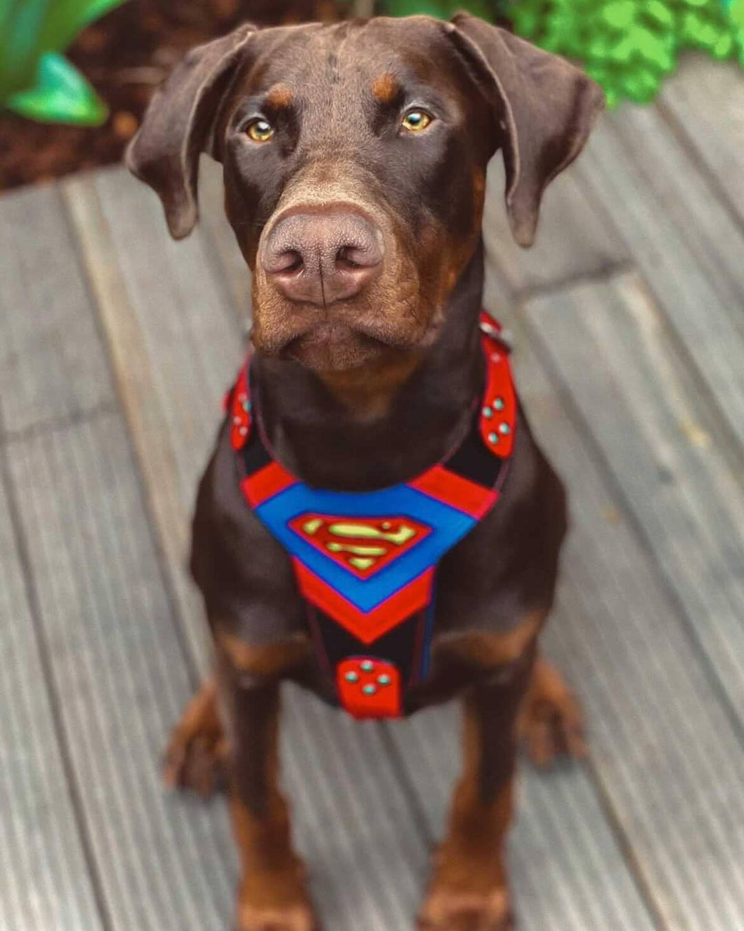 Superdog Harness-1