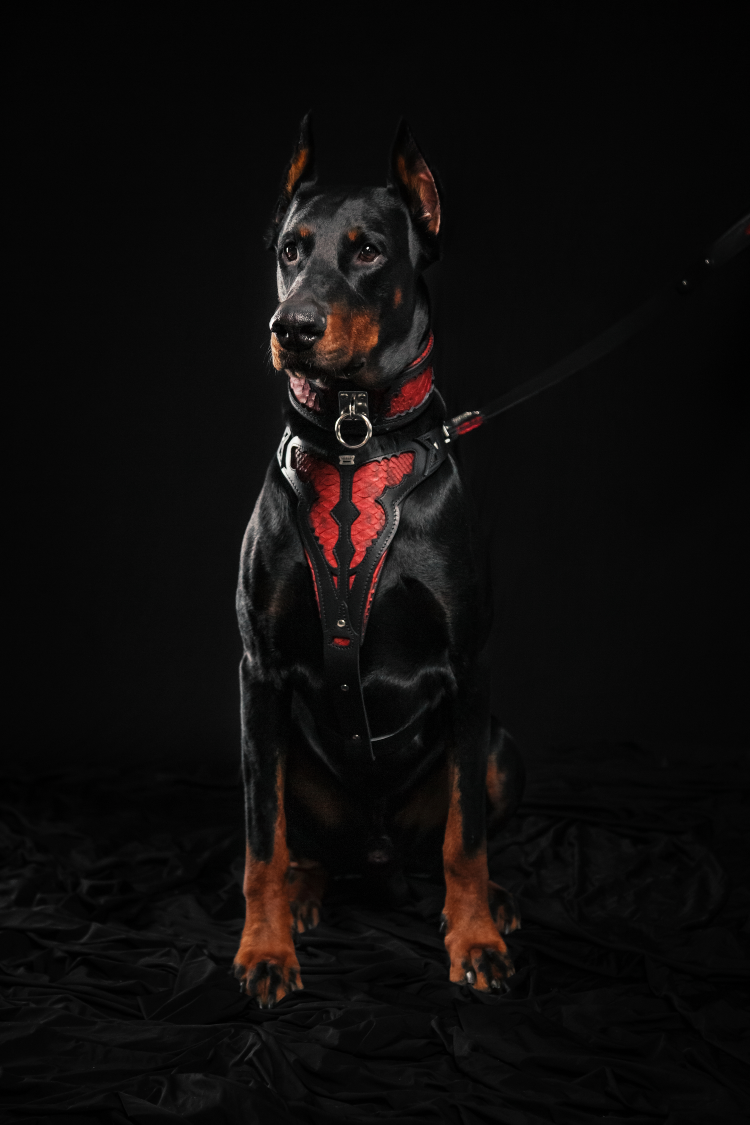 The ''Red Dragon'' leash-7