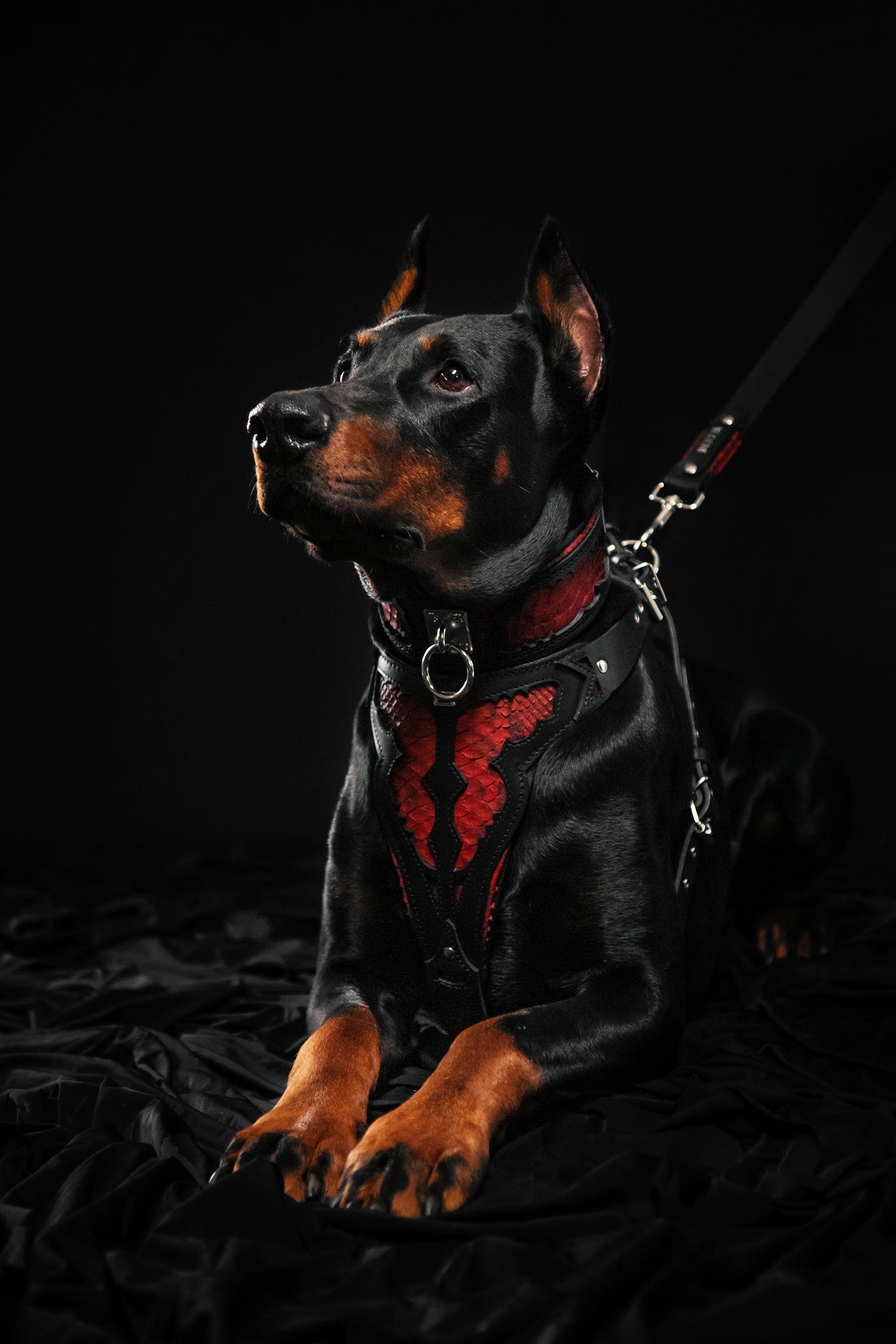 The ''Red Dragon'' leash-6