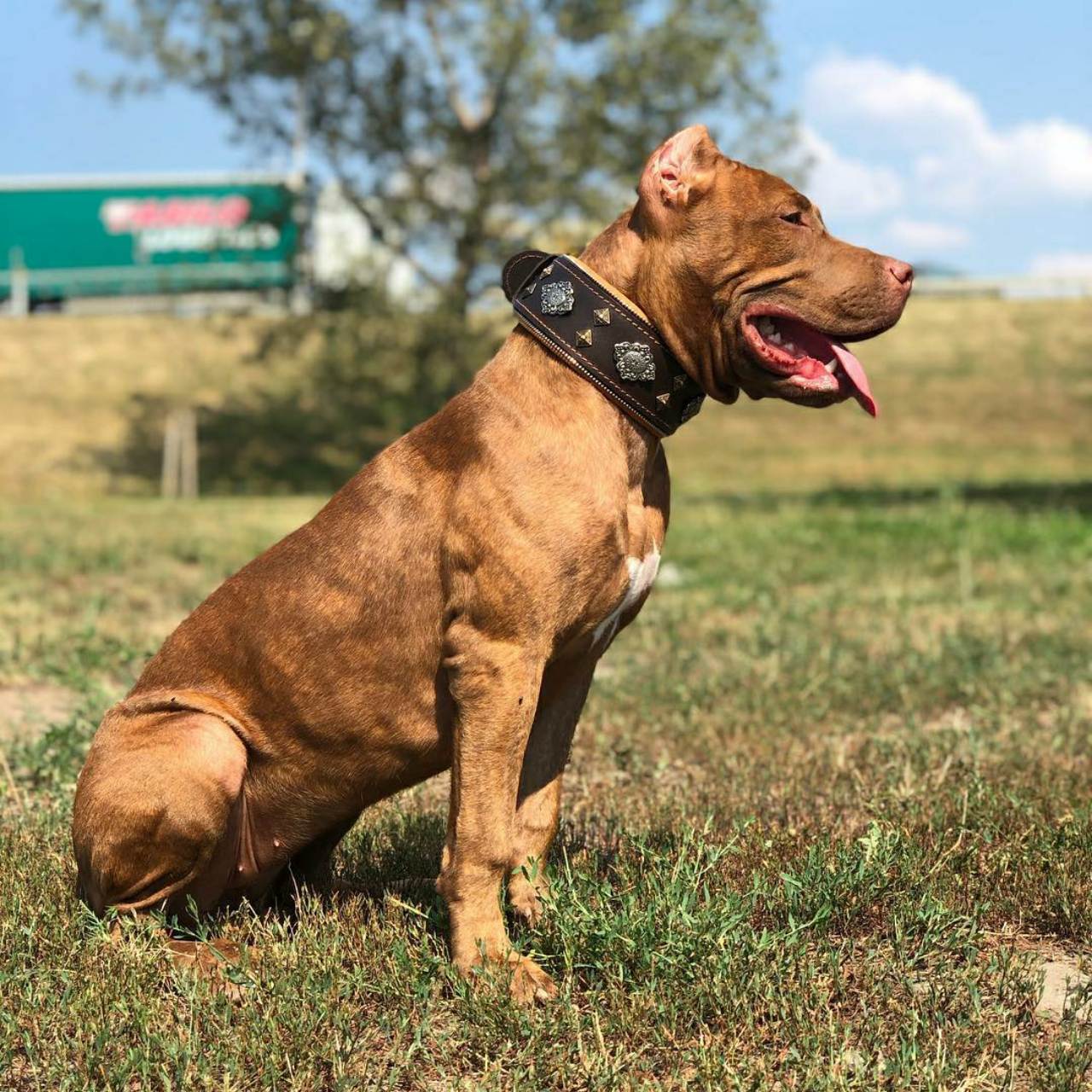 "Aztec" brown dog collar-1