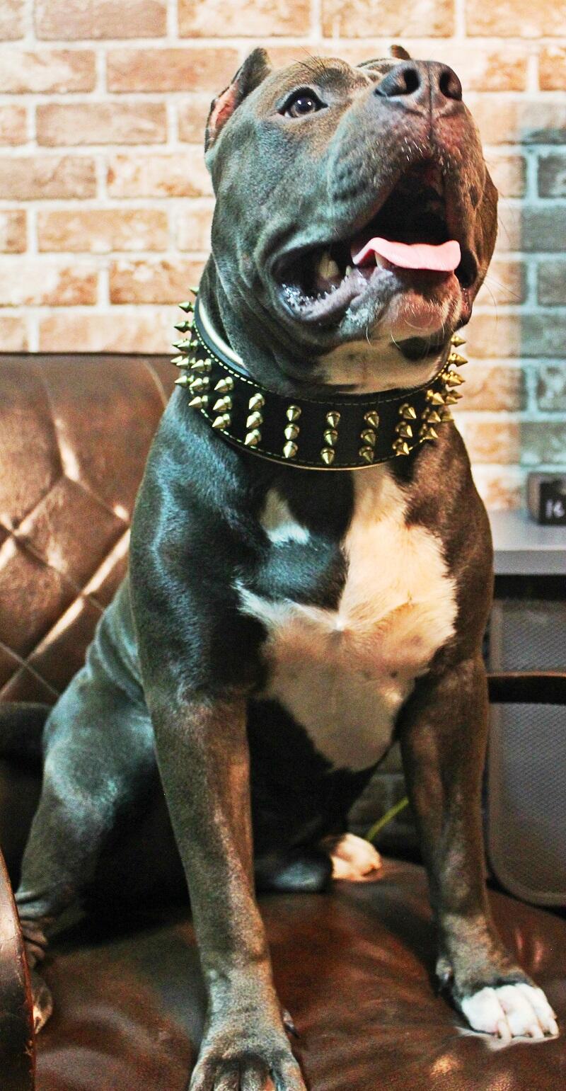 The "Gold Giant" collar-3