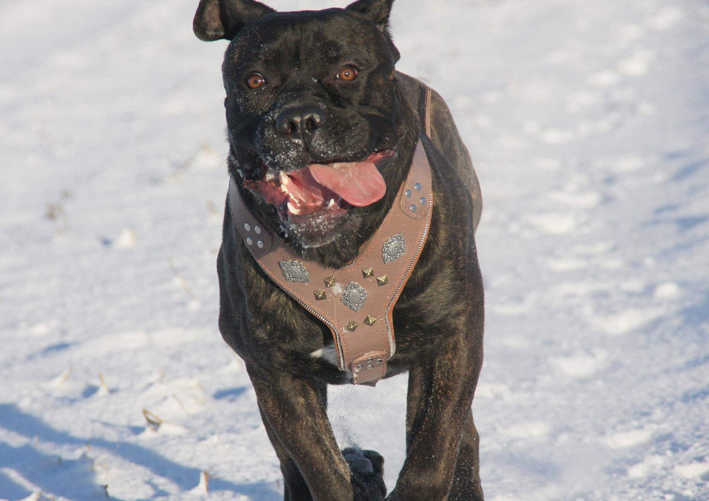 The "Aztec" Grey Harness-2